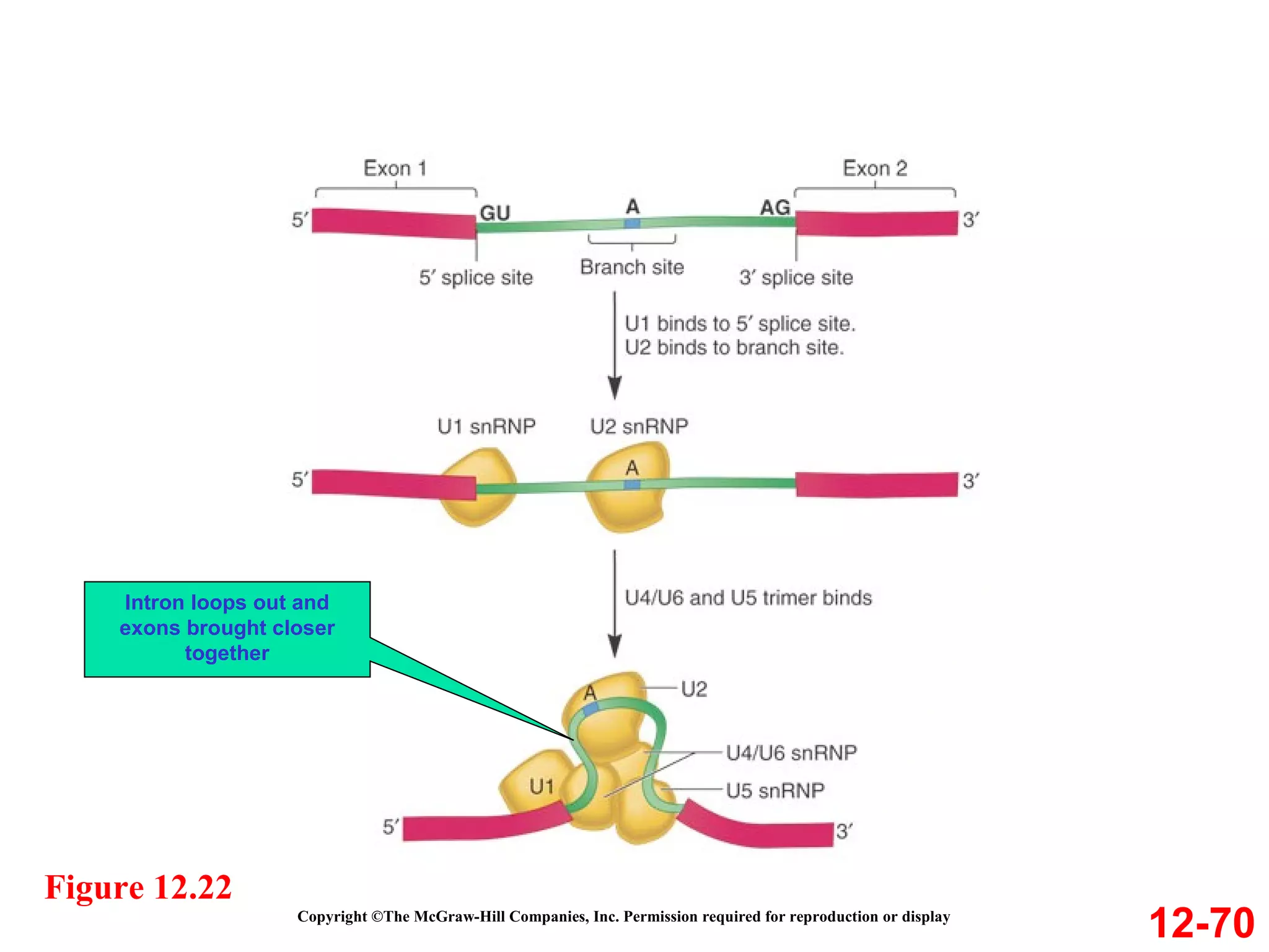 12-70 Intron loops out and exons brought closer together Figure 12.22 Copyright ©The McGraw-Hill Companies, Inc. Permission required for reproduction or display 
