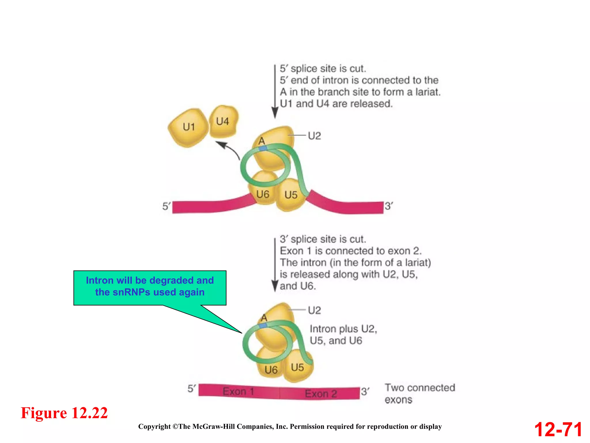 Copyright ©The McGraw-Hill Companies, Inc. Permission required for reproduction or display 12-71 Figure 12.22 Intron will be degraded and the snRNPs used again 