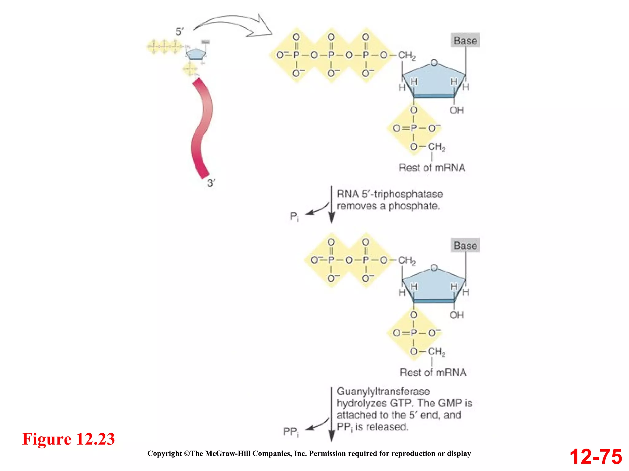 Copyright ©The McGraw-Hill Companies, Inc. Permission required for reproduction or display 12-75 Figure 12.23 