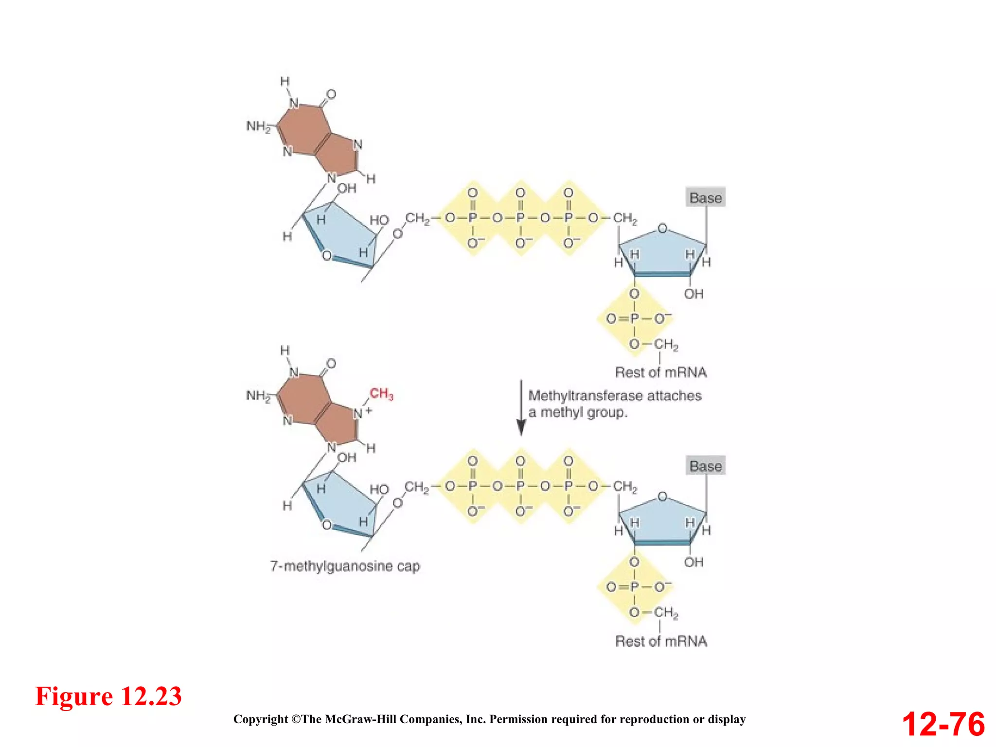 Copyright ©The McGraw-Hill Companies, Inc. Permission required for reproduction or display 12-76 Figure 12.23 