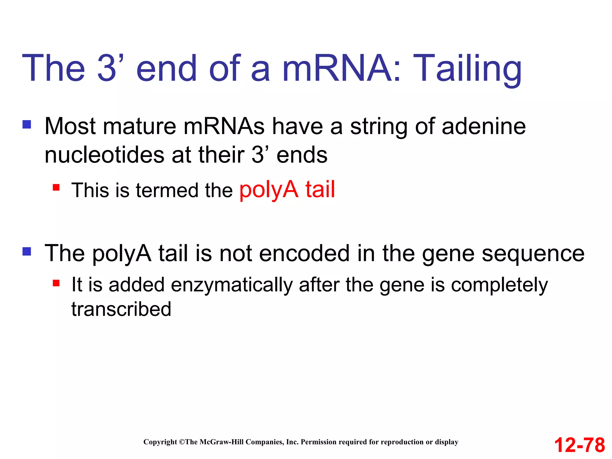The 3’ end of a mRNA: Tailing  Copyright ©The McGraw-Hill Companies, Inc. Permission required for reproduction or display Most mature mRNAs have a string of adenine nucleotides at their 3’ ends This is termed the  polyA tail The polyA tail is not encoded in the gene sequence It is added enzymatically after the gene is completely transcribed 12-78 