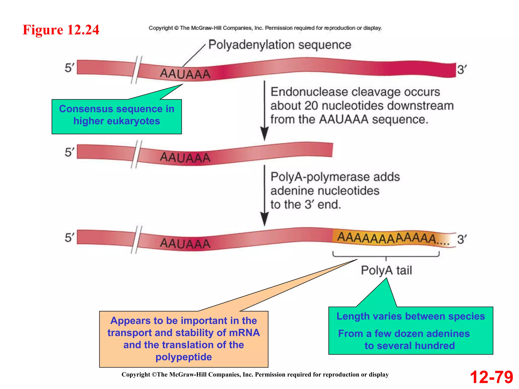 Copyright ©The McGraw-Hill Companies, Inc. Permission required for reproduction or display 12-79 Figure 12.24 Consensus sequence in higher eukaryotes Appears to be important in the transport and stability of mRNA and the translation of the polypeptide Length varies between species From a few dozen adenines  to several hundred 
