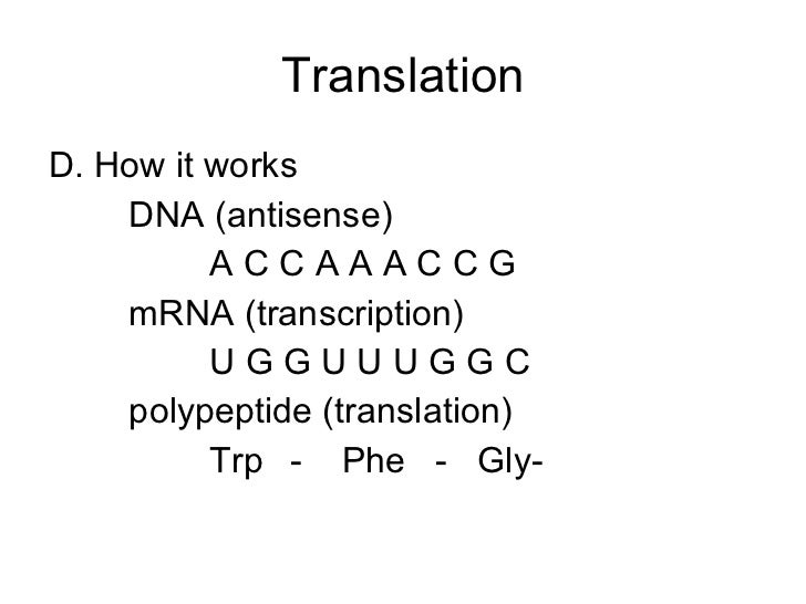 transcription and translation powerpoint how translation works