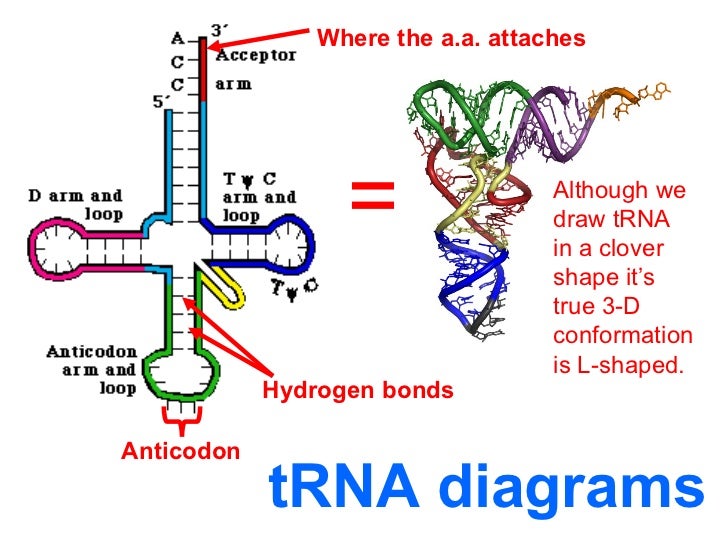 Image result for 3 interactions in l shaped structure of trna