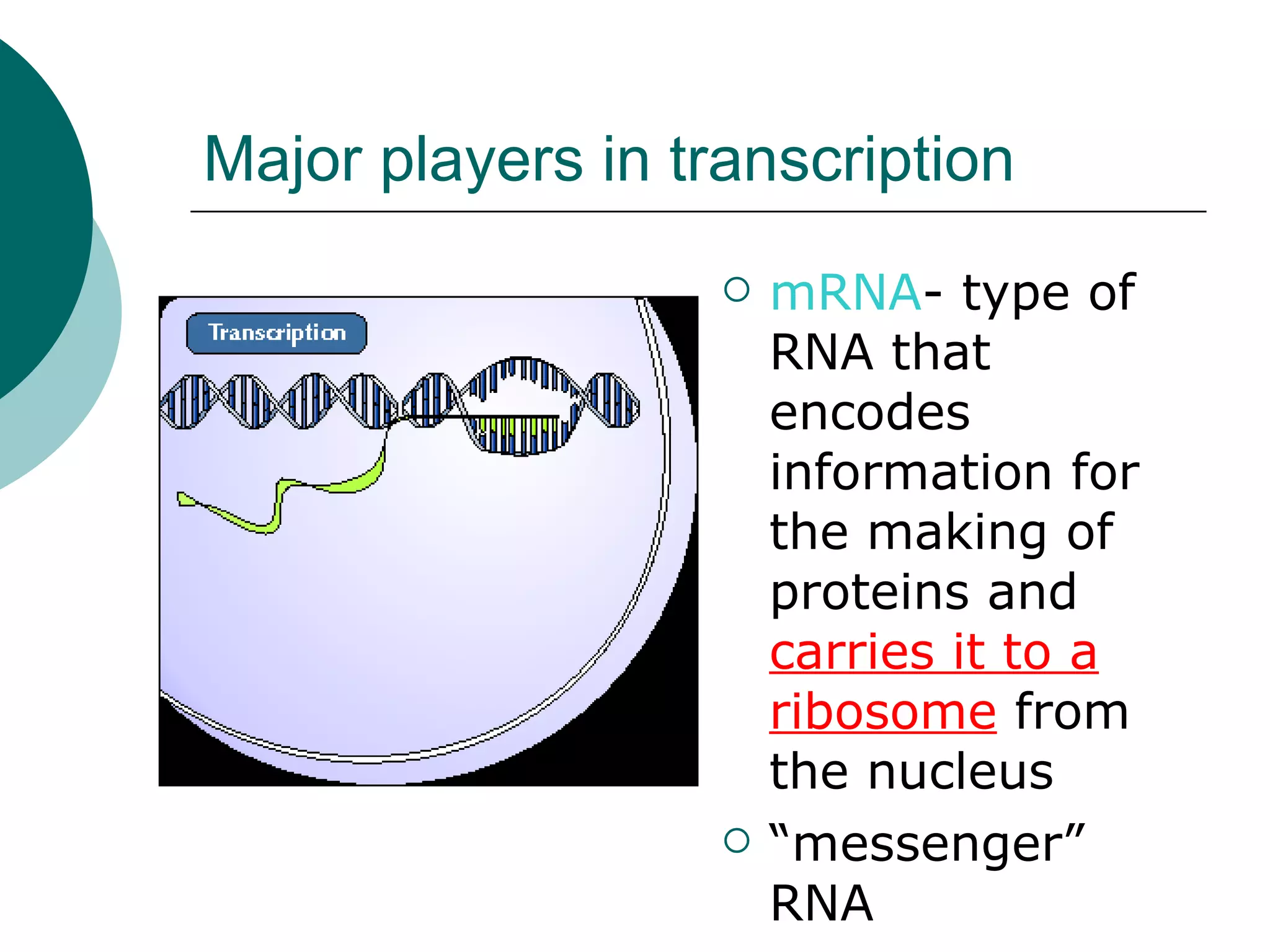 Major players in transcription mRNA - type of RNA that encodes information for the making of proteins and  carries it to a ribosome  from the nucleus “ messenger” RNA 