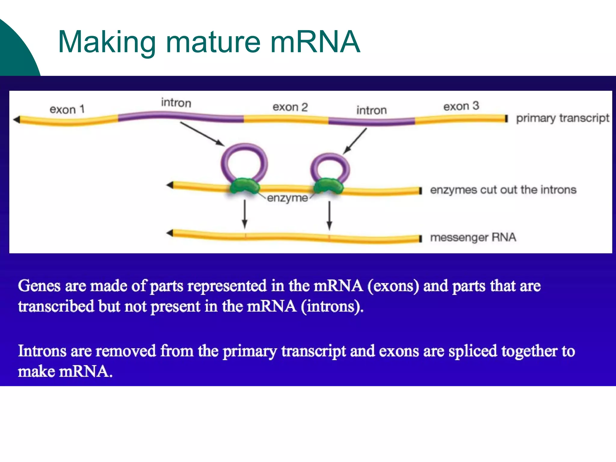 Making mature mRNA 
