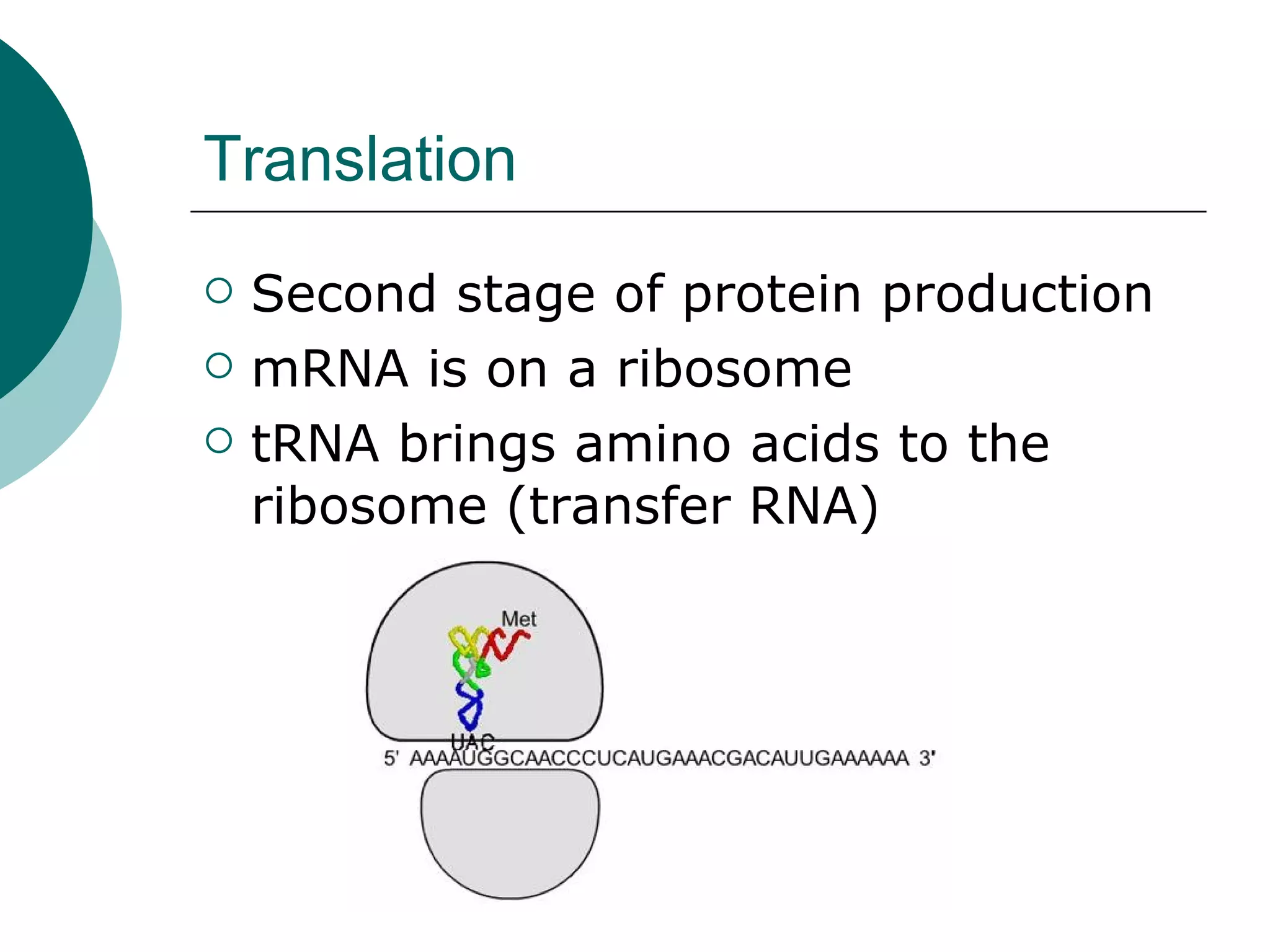 Translation Second stage of protein production mRNA is on a ribosome tRNA brings amino acids to the ribosome (transfer RNA) 
