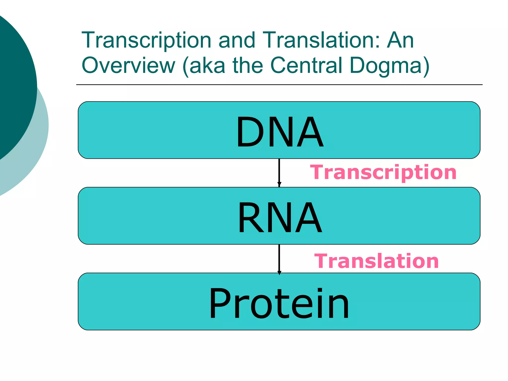 Transcription and Translation: An Overview (aka the Central Dogma) Transcription Translation DNA RNA Protein 