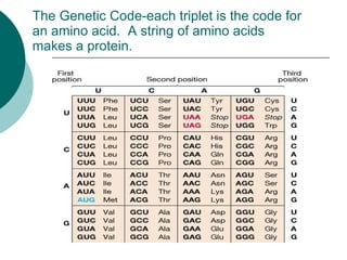 Transcriptionand translation | PPT