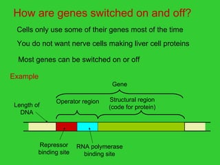 Transcription and translation | PPT