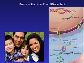 Molecular Genetics - From DNA to Trait
 