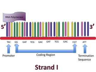 RNA Polymerase




  TAC   GG    GAT   TCG    GAC   GAT   TCG   GAC   CGT      ATT
        C



Promoter                  Coding Region                  Termination
                                                         Sequence
 