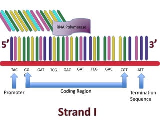 RNA Polymerase




  TAC   GG   GAT   TCG    GAC   GAT   TCG   GAC   CGT      ATT
        C



Promoter                 Coding Region                  Termination
                                                        Sequence
 