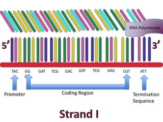RNA Polymerase




  TAC   GG   GAT   TCG    GAC   GAT   TCG   GAC   CGT      ATT
        C



Promoter                 Coding Region                  Termination
                                                        Sequence
 