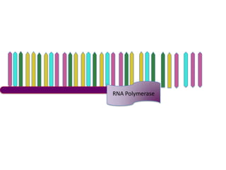 RNA Polymerase
 