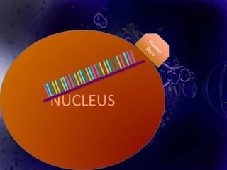 NUCLEUS
 