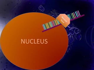 NUCLEUS
 