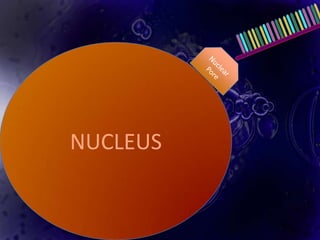 NUCLEUS
 