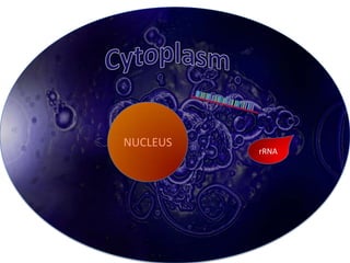 NUCLEUS
          rRNA
 