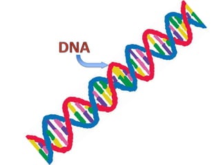 Transcription and translation