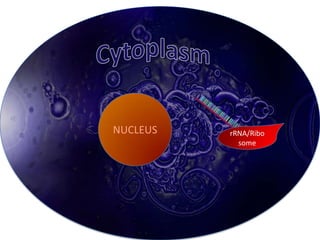 NUCLEUS   rRNA/Ribo
            some
 