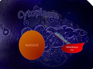 NUCLEUS   rRNA/Riboso
              me
 