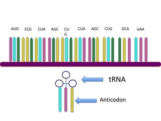 AUG   CCG   CUA   AGC   CU   CUA   AGC    CUG   GCA   UAA
                        G




                                            tRNA

                                         Anticodon
 