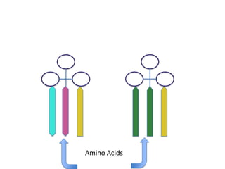 Amino Acids
 