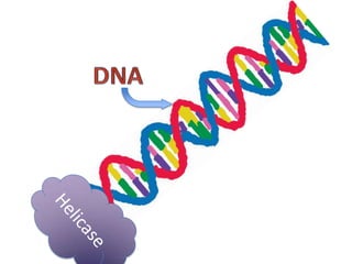Transcription and translation