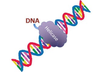 Transcription and translation