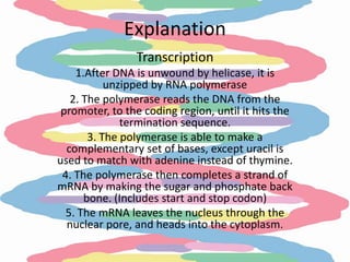 Explanation
                Transcription
    1.After DNA is unwound by helicase, it is
           unzipped by RNA polymerase
   2. The polymerase reads the DNA from the
 promoter, to the coding region, until it hits the
              termination sequence.
       3. The polymerase is able to make a
  complementary set of bases, except uracil is
used to match with adenine instead of thymine.
 4. The polymerase then completes a strand of
mRNA by making the sugar and phosphate back
      bone. (Includes start and stop codon)
  5. The mRNA leaves the nucleus through the
  nuclear pore, and heads into the cytoplasm.
 