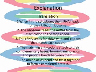 Explanation
               Translation
 1.When in the cytoplasm, the mRNA heads
          for the rRNA, or ribosome.
 2. The ribosome reads the mRNA from the
        start codon to the stop codon.
3. The rRNA sends for tRNA with anti-codons
            that match each codon.
 4. The matching anti-codons attach to their
complementary bases, forming amino acids
      and peptide bonds between them.
 5. The amino acids bend and twist together
         to form a completed protein.
 