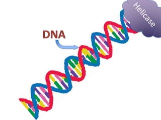 Transcription and translation