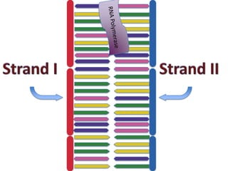 Transcription and translation