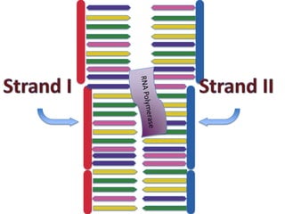 Transcription and translation