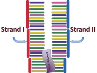 Transcription and translation