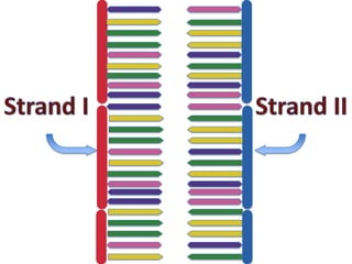 Transcription and translation
