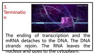 TRANSCRIPTION AND TRANSLATION.pptx