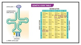 TRANSCRIPTION AND TRANSLATION.pptx