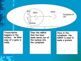 Transcription and translation08 | PPT