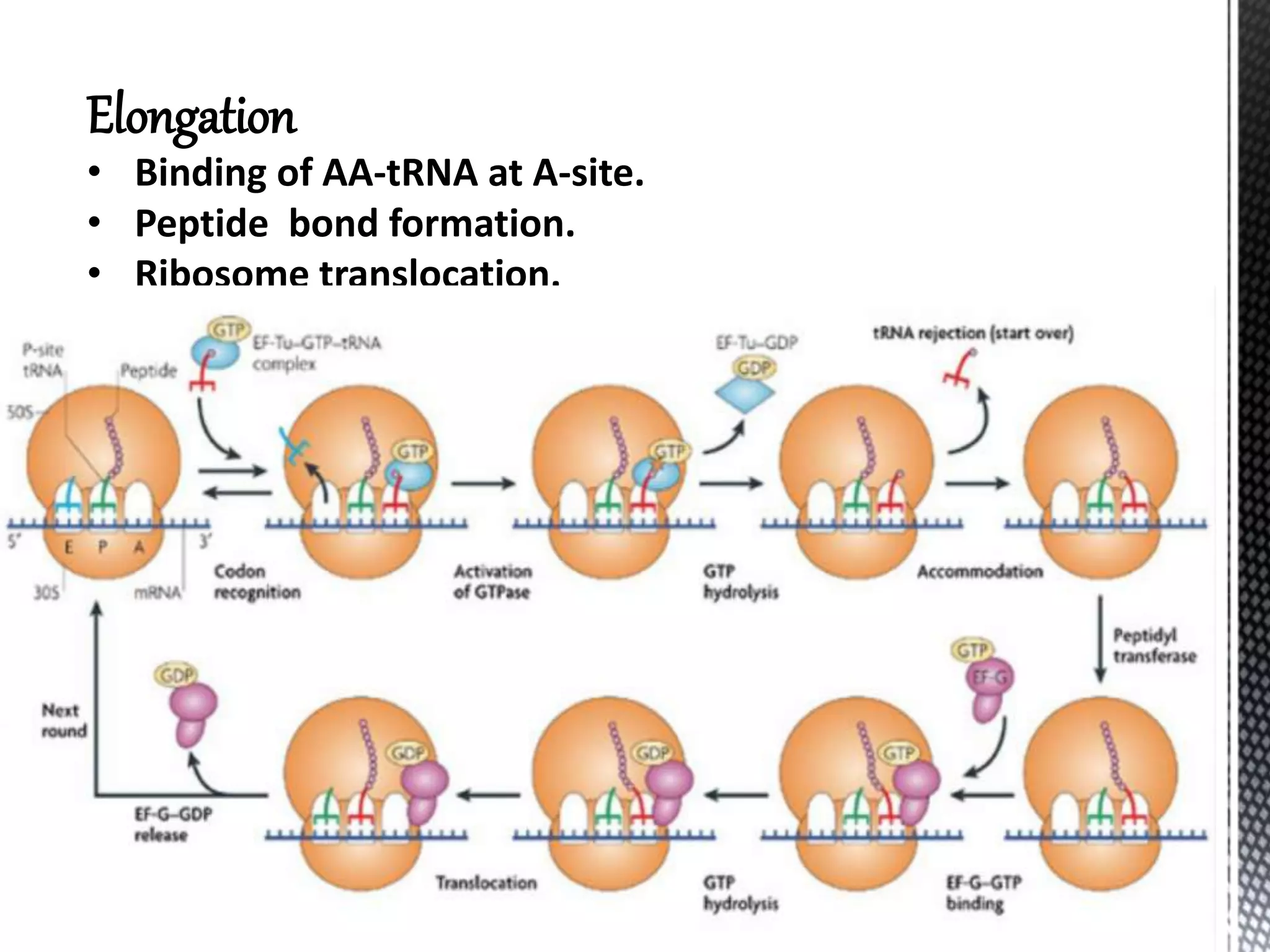 Transcription and translation in prokaryotes | PPTX