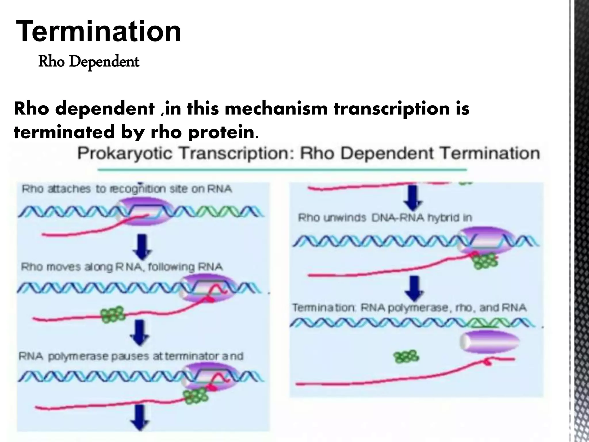 Transcription and translation in prokaryotes | PPTX