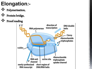 Transcription and translation in prokaryotes | PPTX