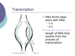 Transcription
 RNA forms base
pairs with DNA
 C-G
 A-U
 Primary transcript-
length of RNA that
results from the
process of
transcription
 