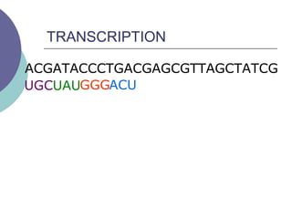 TRANSCRIPTION
ACGATACCCTGACGAGCGTTAGCTATCG
UGCUAUGGGACU
 
