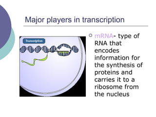 Major players in transcription
 mRNA- type of
RNA that
encodes
information for
the synthesis of
proteins and
carries it to a
ribosome from
the nucleus
 