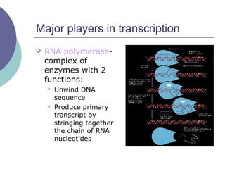 Major players in transcription
 RNA polymerase-
complex of
enzymes with 2
functions:
 Unwind DNA
sequence
 Produce primary
transcript by
stringing together
the chain of RNA
nucleotides
 