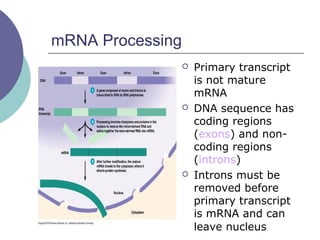 mRNA Processing
 Primary transcript
is not mature
mRNA
 DNA sequence has
coding regions
(exons) and non-
coding regions
(introns)
 Introns must be
removed before
primary transcript
is mRNA and can
leave nucleus
 