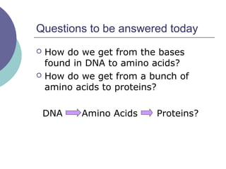 Questions to be answered today
 How do we get from the bases
found in DNA to amino acids?
 How do we get from a bunch of
amino acids to proteins?
DNA Amino Acids Proteins?
 