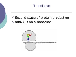 Translation
 Second stage of protein production
 mRNA is on a ribosome
 